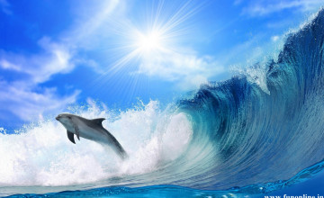 Free Dolphin Wallpapers