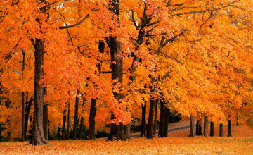 Free Fall Foliage Wallpaper