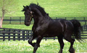 Free Friesian Horse Wallpapers