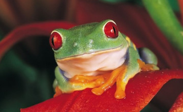 Free Frog Wallpapers and Screensavers