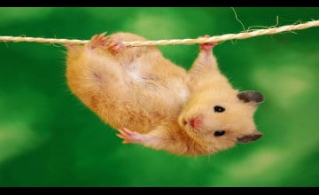 Free Hamster Desktop Wallpaper
