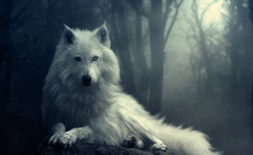 Free Hd Wolf Wallpapers