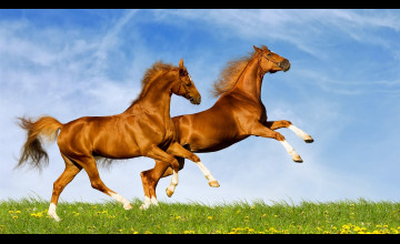 Free Horse Desktop Wallpapers