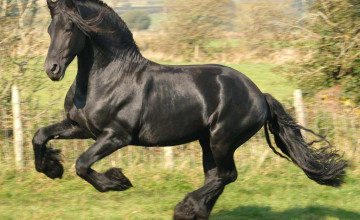 Free Horse Wallpapers and Screensavers