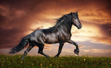 Free Horse Wallpapers Downloads