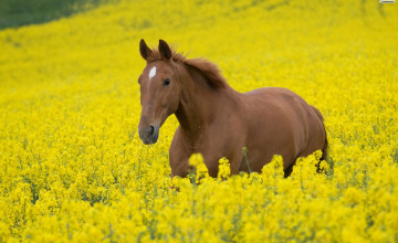 Free Horses with Flowers Wallpaper