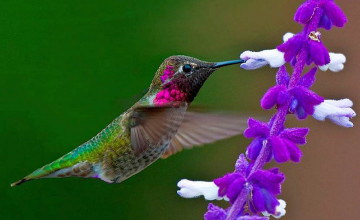 Free Hummingbird Desktop