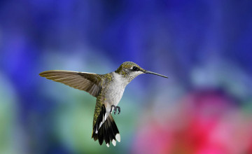 Free Hummingbird Wallpaper