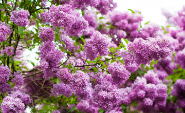 Free Lilac Wallpaper Backgrounds