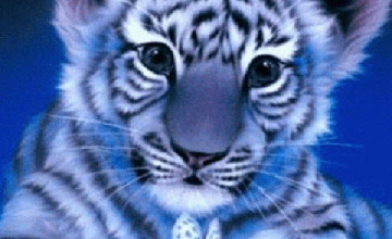 Free Live Tiger Wallpaper