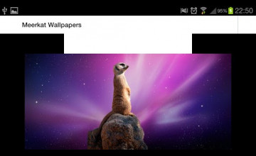 Free Meerkat Wallpapers for Android
