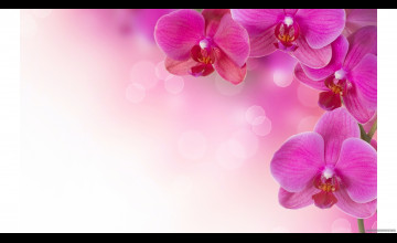Free Orchid Wallpapers
