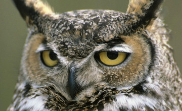 Free Owl Pictures