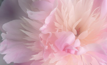 Free Peony Wallpapers