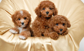 Free Poodle Puppy Wallpapers