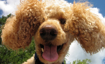 Free Poodle Wallpapers