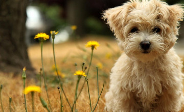 Free Puppy Screensavers and Wallpapers