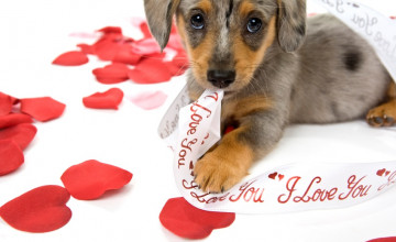 Free Puppy Valentine Wallpapers