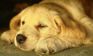 Free Puppy Wallpapers for Desktop