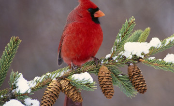 Free Red Bird Winter Wallpaper