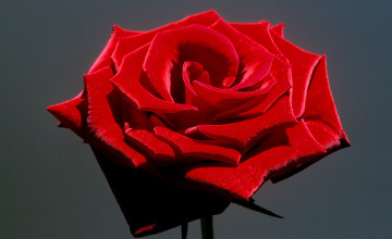 Free Red Rose