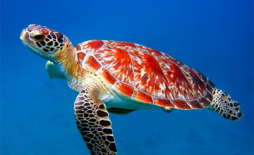 Free Sea Turtle
