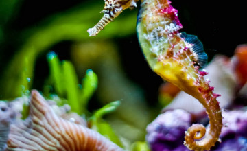 Free Seahorse Wallpapers