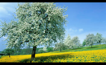 Free Spring Tree HD Wallpaper