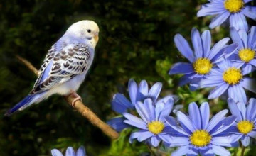 Free Spring Wallpaper with Birds