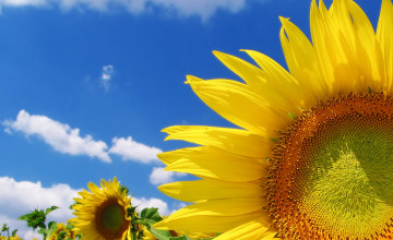 Free Sunflower Desktop Wallpaper