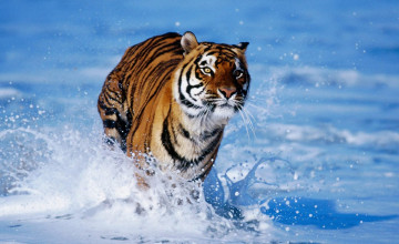Free Tiger Wallpaper Downloads