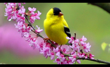 Free Wallpaper Birds and Blooms