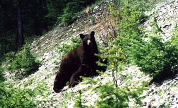 Free Black Bear Pictures