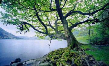 Free Wallpapers Most Beautiful Trees