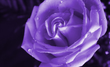 Free Wallpapers of Purple Roses