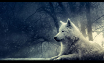 Free Wallpapers Of Wolves