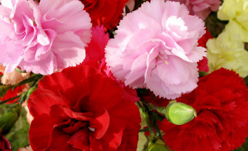 Free Online Flowers Carnations