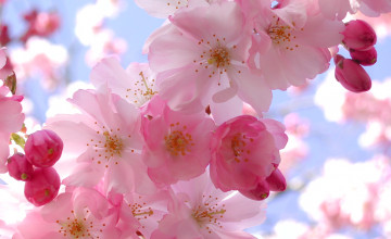 Free Wallpapers Pictures of Spring