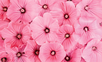 Free Wallpaper Pink Flowers