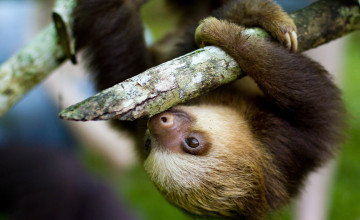 Free Sloth