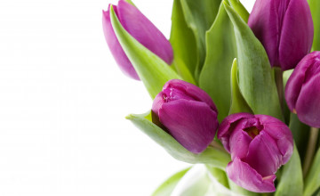 Free Wallpapers Tulips