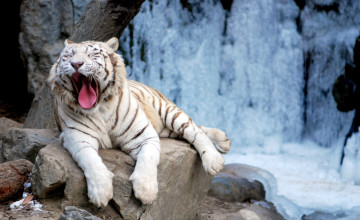 Free White Tiger Download