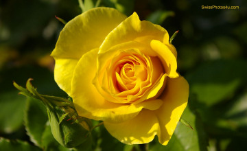 Free Yellow Rose