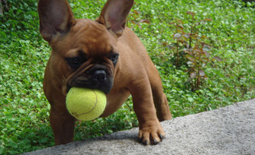 French Bulldog Puppy Wallpapers