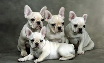 French Bulldog Wallpapers for Computer