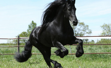 Friesian Wallpapers Images