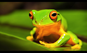 Frog Desktop Wallpapers