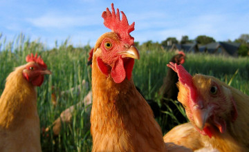 Funny Chicken Wallpapers