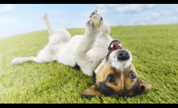 Funny Dog Desktop Wallpaper