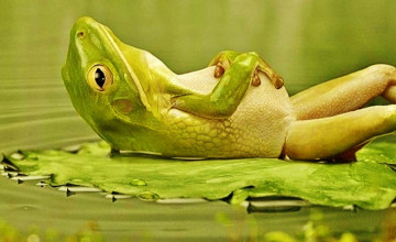 Funny Frog Wallpaper